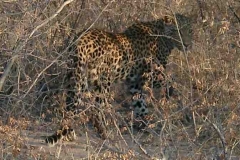 20020811 Leopard near Dorsland Tree, Namibia