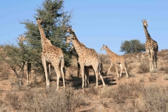 20120713 m Giraffe [reduced]