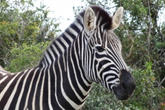 20150910 19 Addo, Zebra [reduced]