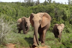 20150912 31 Addo, Elephant [cropped reduced]